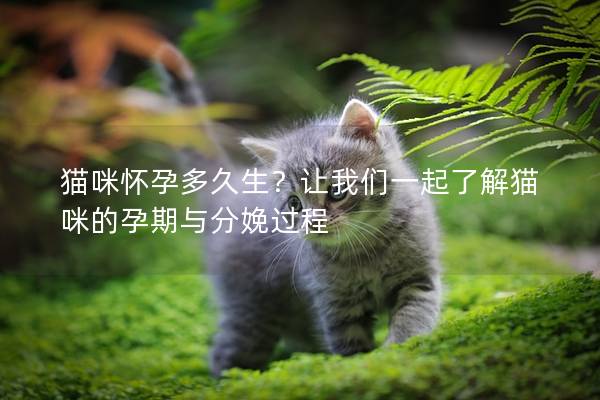 猫咪怀孕多久生？让我们一起了解猫咪的孕期与分娩过程