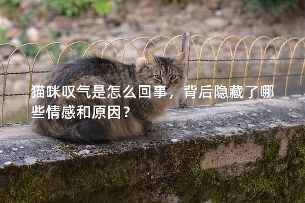 猫咪叹气是怎么回事，背后隐藏了哪些情感和原因？