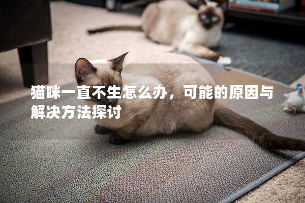 猫咪一直不生怎么办，可能的原因与解决方法探讨