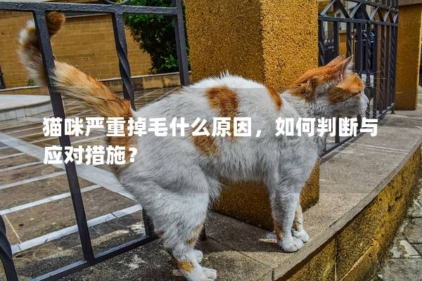 猫咪严重掉毛什么原因，如何判断与应对措施？