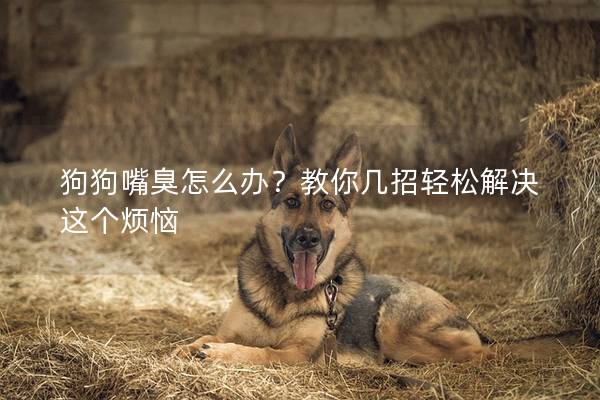 狗狗嘴臭怎么办？教你几招轻松解决这个烦恼