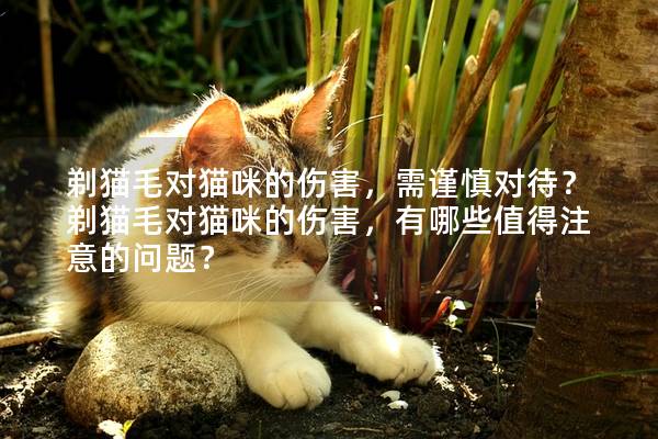 剃猫毛对猫咪的伤害，需谨慎对待？剃猫毛对猫咪的伤害，有哪些值得注意的问题？