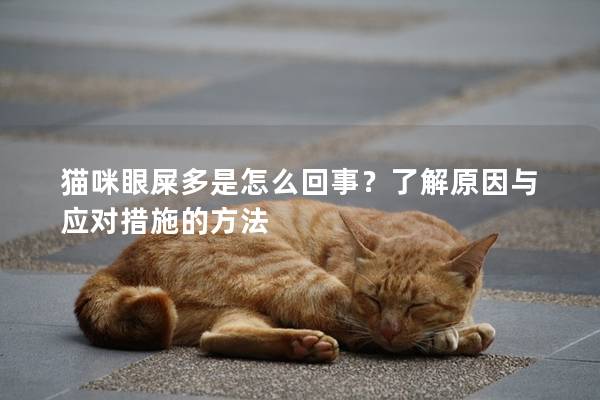 猫咪眼屎多是怎么回事？了解原因与应对措施的方法