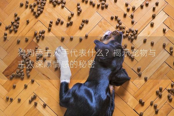 狗狗舔主人手代表什么？揭示宠物与主人深厚情感的秘密