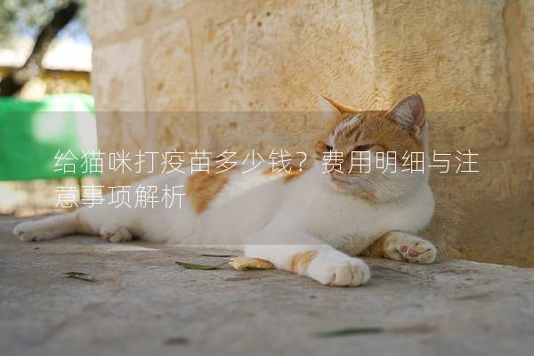 给猫咪打疫苗多少钱？费用明细与注意事项解析