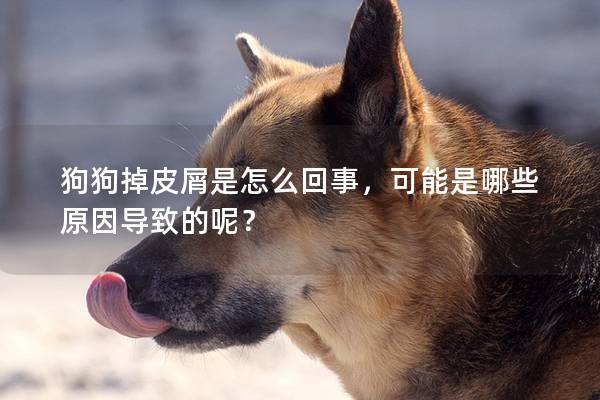 狗狗掉皮屑是怎么回事，可能是哪些原因导致的呢？