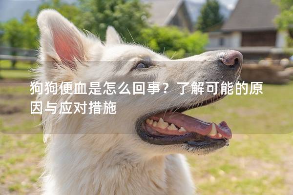 狗狗便血是怎么回事？了解可能的原因与应对措施