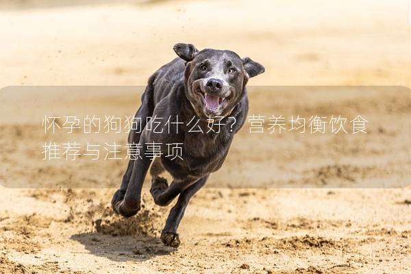 怀孕的狗狗吃什么好？营养均衡饮食推荐与注意事项