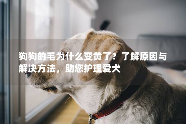 狗狗的毛为什么变黄了？了解原因与解决方法，助您护理爱犬