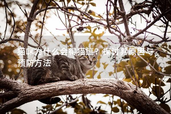 猫咪为什么会得猫瘟？探讨其原因与预防方法