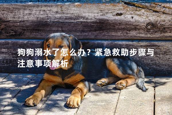 狗狗溺水了怎么办？紧急救助步骤与注意事项解析