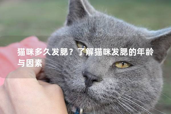 猫咪多久发腮？了解猫咪发腮的年龄与因素