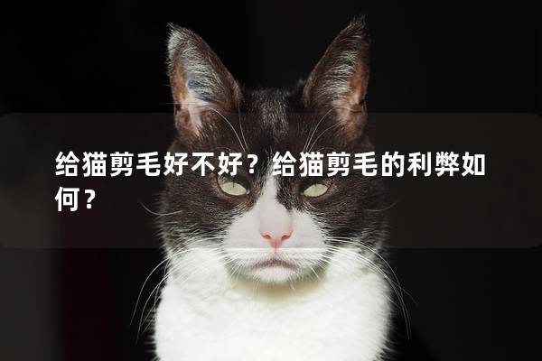 给猫剪毛好不好？给猫剪毛的利弊如何？