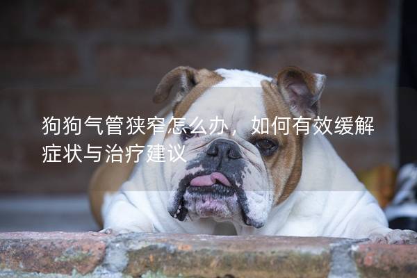 狗狗气管狭窄怎么办，如何有效缓解症状与治疗建议