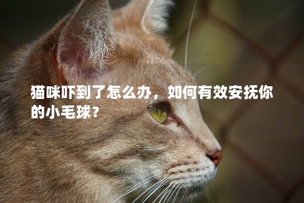 猫咪吓到了怎么办，如何有效安抚你的小毛球？