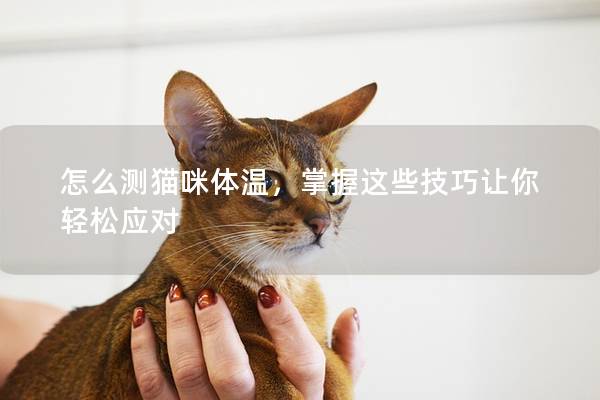 怎么测猫咪体温，掌握这些技巧让你轻松应对