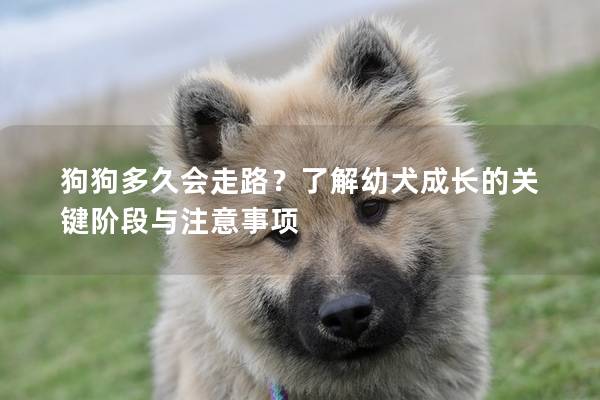 狗狗多久会走路？了解幼犬成长的关键阶段与注意事项