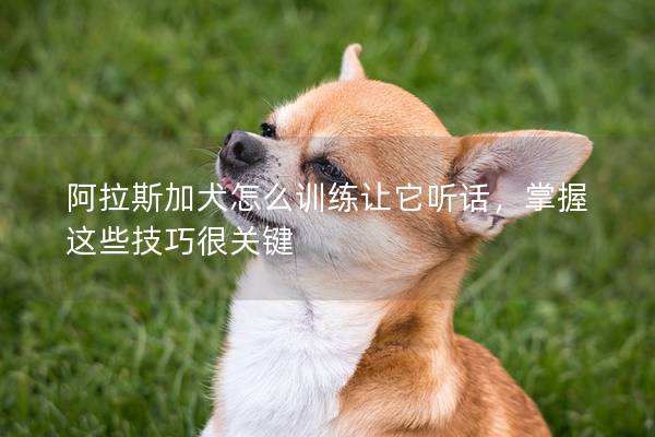 阿拉斯加犬怎么训练让它听话，掌握这些技巧很关键