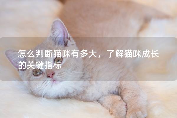 怎么判断猫咪有多大，了解猫咪成长的关键指标