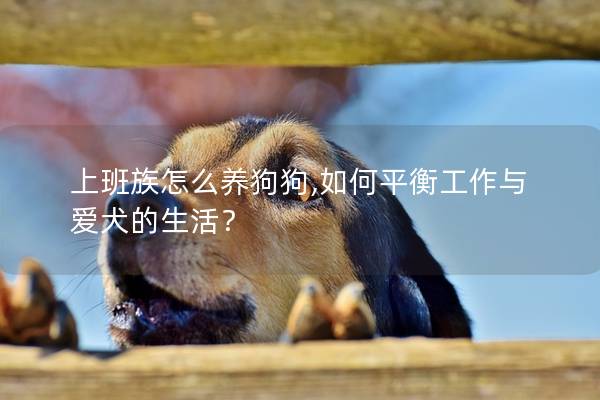 上班族怎么养狗狗,如何平衡工作与爱犬的生活？