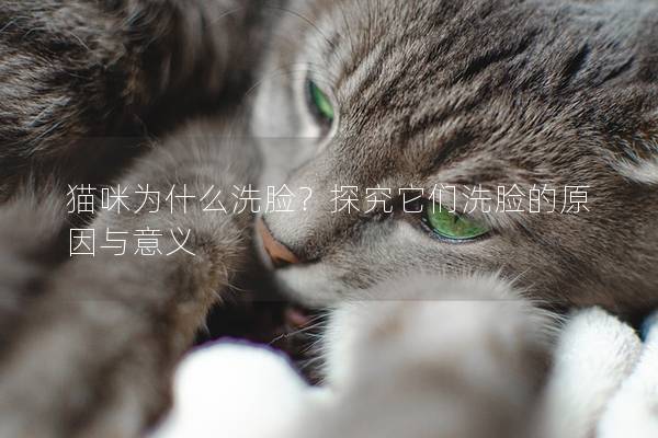 猫咪为什么洗脸？探究它们洗脸的原因与意义