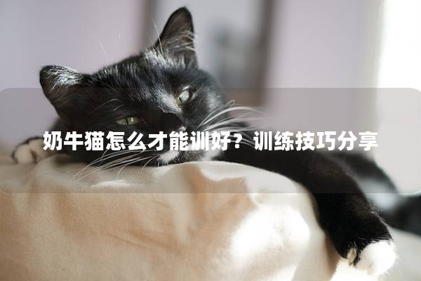 奶牛猫怎么才能训好？训练技巧分享