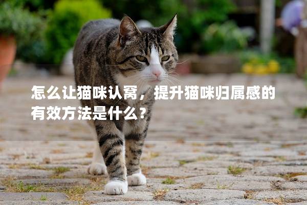 怎么让猫咪认窝，提升猫咪归属感的有效方法是什么？