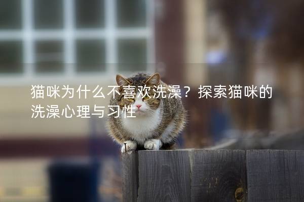 猫咪为什么不喜欢洗澡？探索猫咪的洗澡心理与习性