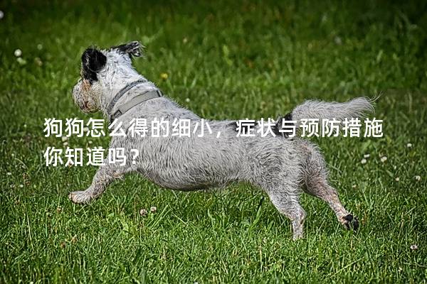 狗狗怎么得的细小，症状与预防措施你知道吗？