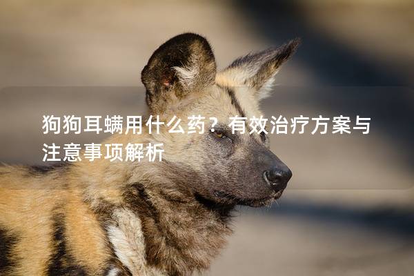 狗狗耳螨用什么药？有效治疗方案与注意事项解析