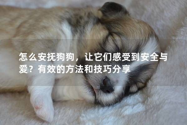 怎么安抚狗狗，让它们感受到安全与爱？有效的方法和技巧分享