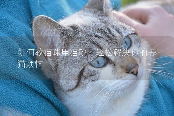 如何教猫咪用猫砂，轻松解决你的养猫烦恼