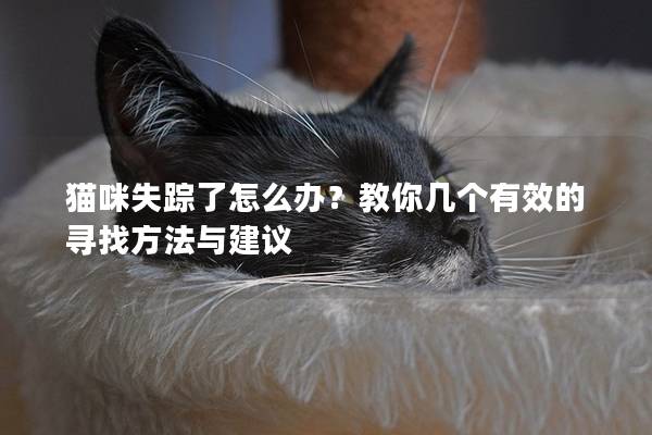 猫咪失踪了怎么办？教你几个有效的寻找方法与建议