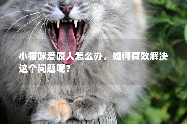 小猫咪爱咬人怎么办，如何有效解决这个问题呢？