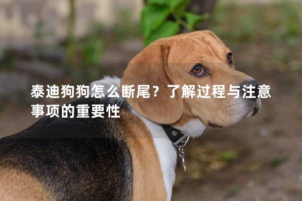 泰迪狗狗怎么断尾？了解过程与注意事项的重要性