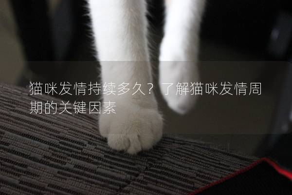 猫咪发情持续多久？了解猫咪发情周期的关键因素