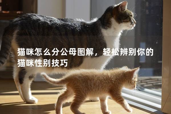 猫咪怎么分公母图解，轻松辨别你的猫咪性别技巧