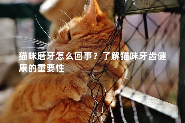 猫咪磨牙怎么回事？了解猫咪牙齿健康的重要性