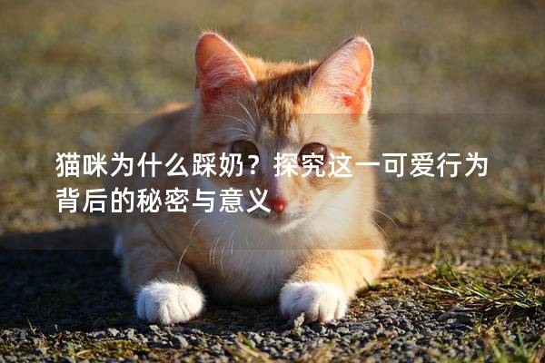 猫咪为什么踩奶？探究这一可爱行为背后的秘密与意义