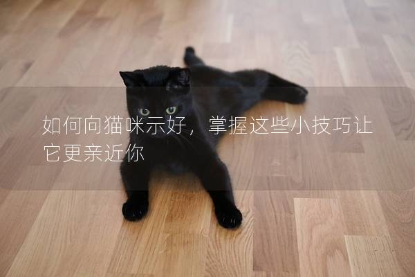 如何向猫咪示好，掌握这些小技巧让它更亲近你