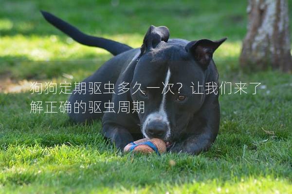 狗狗定期驱虫多久一次？让我们来了解正确的驱虫周期