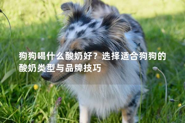 狗狗喝什么酸奶好？选择适合狗狗的酸奶类型与品牌技巧