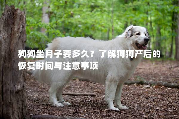 狗狗坐月子要多久？了解狗狗产后的恢复时间与注意事项