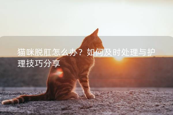 猫咪脱肛怎么办?如何及时处理与护理技巧分享