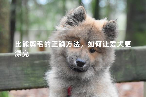 比熊剪毛的正确方法，如何让爱犬更漂亮