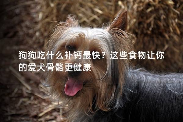 狗狗吃什么补钙最快？这些食物让你的爱犬骨骼更健康