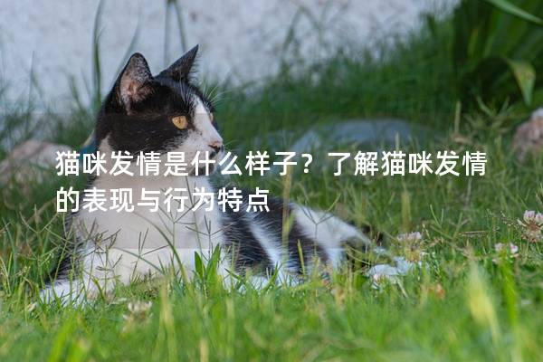 猫咪发情是什么样子？了解猫咪发情的表现与行为特点