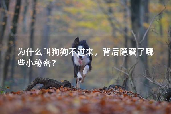 为什么叫狗狗不过来，背后隐藏了哪些小秘密？