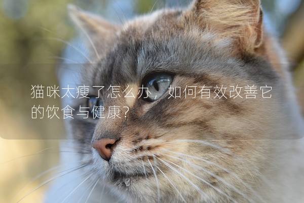 猫咪太瘦了怎么办，如何有效改善它的饮食与健康？