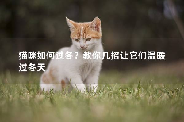 猫咪如何过冬？教你几招让它们温暖过冬天